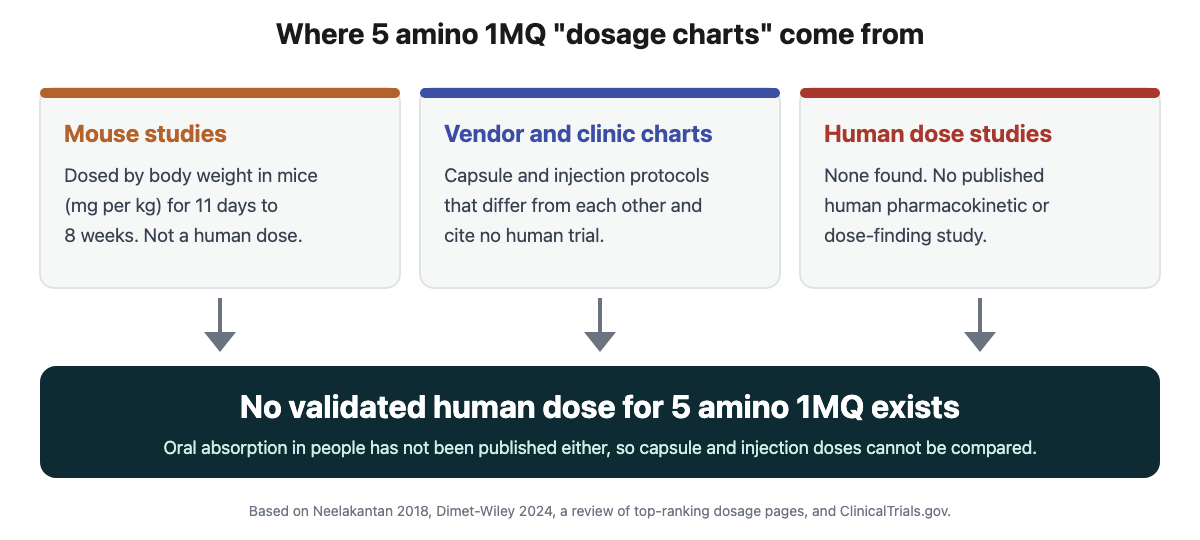Diagram showing 5 amino 1MQ dosage charts derive from mouse studies, vendor and clinic protocols, and human dose studies that do not exist, leading to the conclusion that no validated human dose exists