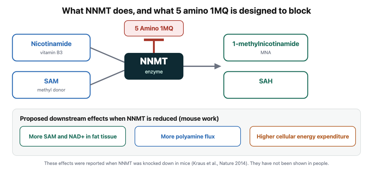 Diagram: nicotinamide and SAM are converted by NNMT to 1-methylnicotinamide and SAH; 5 amino 1MQ is designed to inhibit NNMT; proposed downstream effects are raised SAM and NAD plus, polyamine flux and energy expenditure, seen in mouse knockdown work
