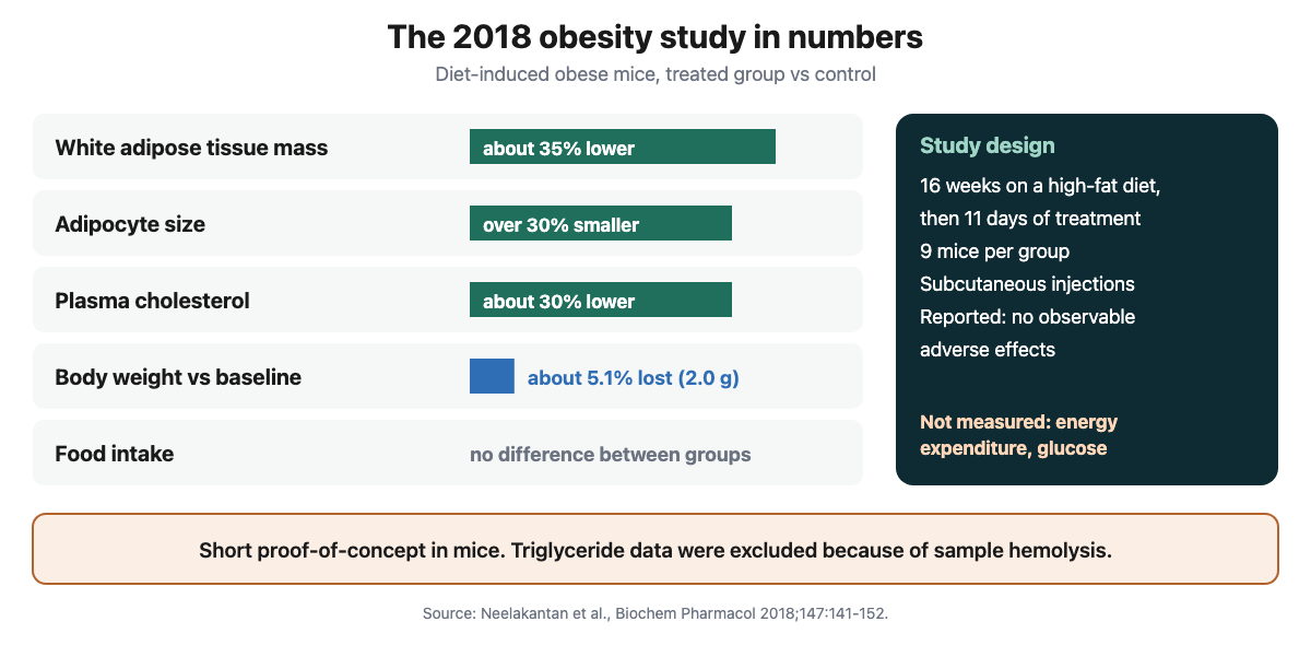 Bar chart of results in diet-induced obese mice after 11 days: white adipose tissue mass about 35 percent lower, adipocyte size over 30 percent smaller, plasma cholesterol about 30 percent lower, body weight about 5.1 percent lower than baseline, and no difference in food intake