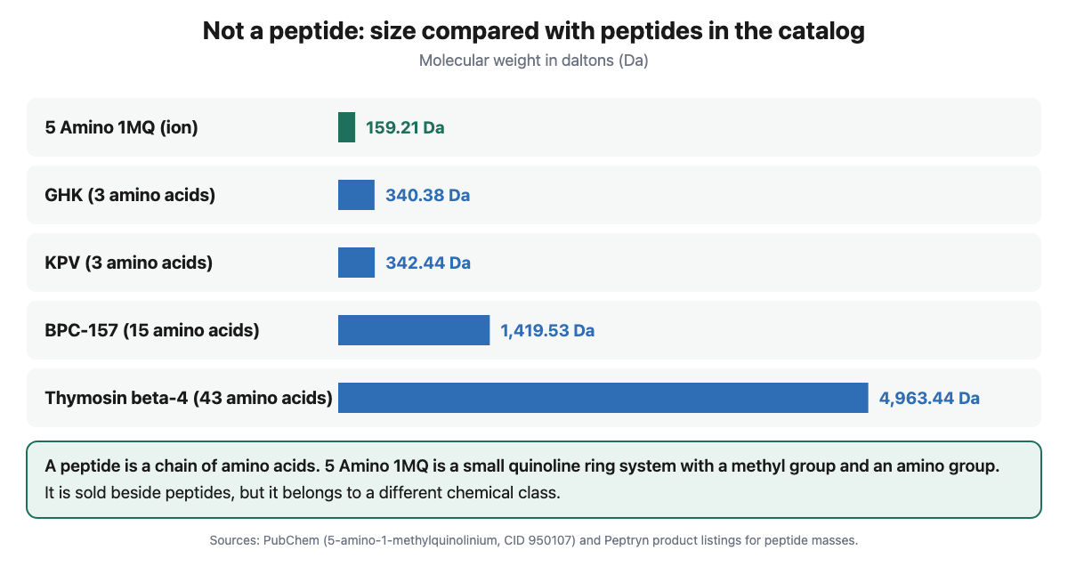 Bar chart of molecular weights: 5 amino 1MQ ion 159.21 Da, GHK 340.38, KPV 342.44, BPC-157 1419.53 and thymosin beta-4 4963.44, showing 5 amino 1MQ is a small molecule