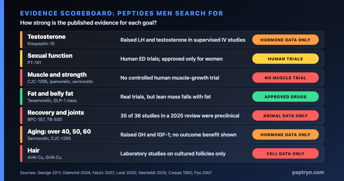 Evidence scoreboard graphic showing how strong the published evidence is for peptides men search for, by goal: testosterone, sexual function, muscle, fat, recovery, aging and hair