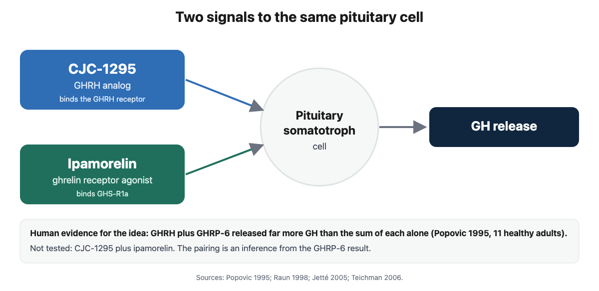 Diagram of two signals to the pituitary: a GHRH analog such as CJC-1295 acting on the GHRH receptor and a ghrelin receptor agonist such as ipamorelin acting on the GH secretagogue receptor, both leading to GH release