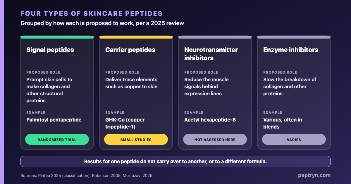 Four types of skincare peptides: signal peptides, carrier peptides, neurotransmitter-inhibitor peptides and enzyme-inhibitor peptides, with an example and the evidence for each