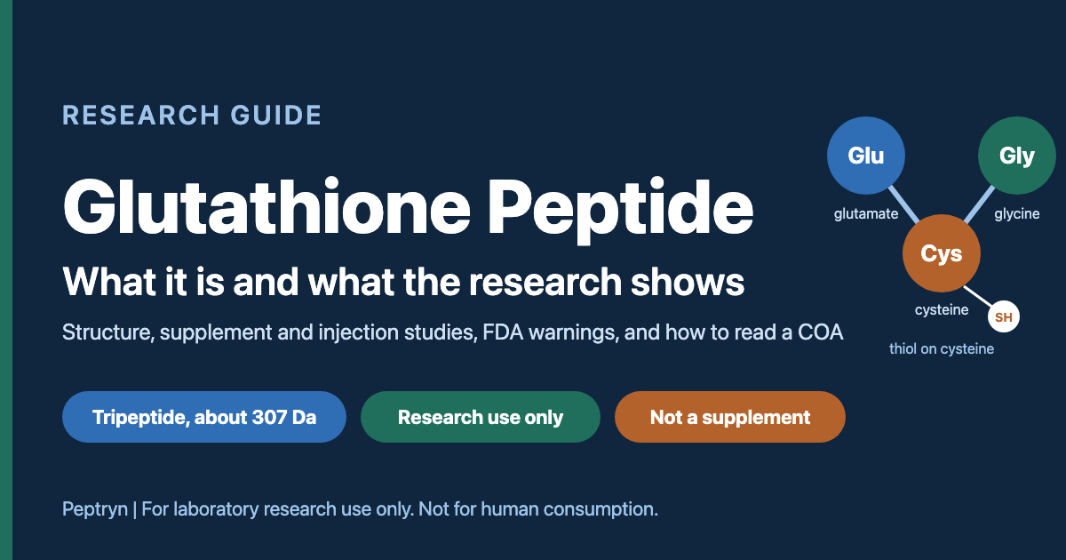 Glutathione peptide explained: a tripeptide of glutamate, cysteine and glycine, molecular weight about 307 Da, sold by Peptryn for research use only