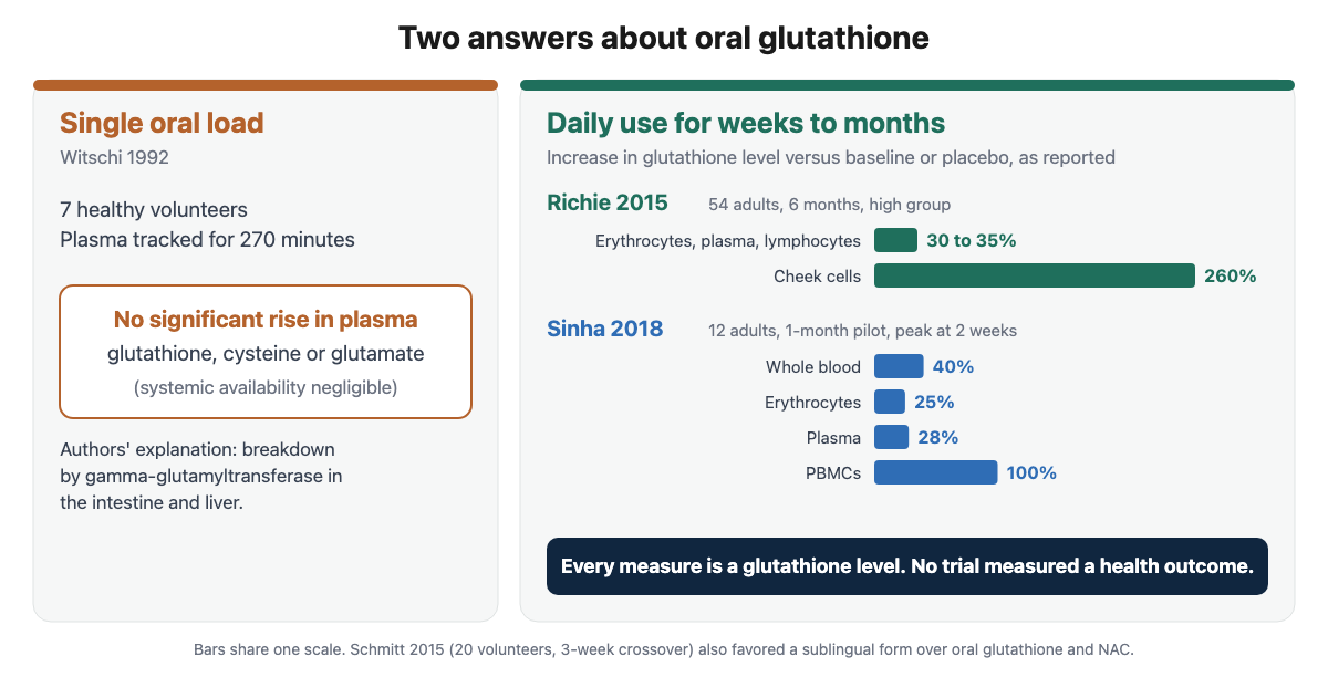 Two answers about oral glutathione: a 1992 single-dose study of 7 volunteers found no significant plasma rise, while 2015 and 2018 trials of daily use reported higher blood glutathione, none measuring a health outcome