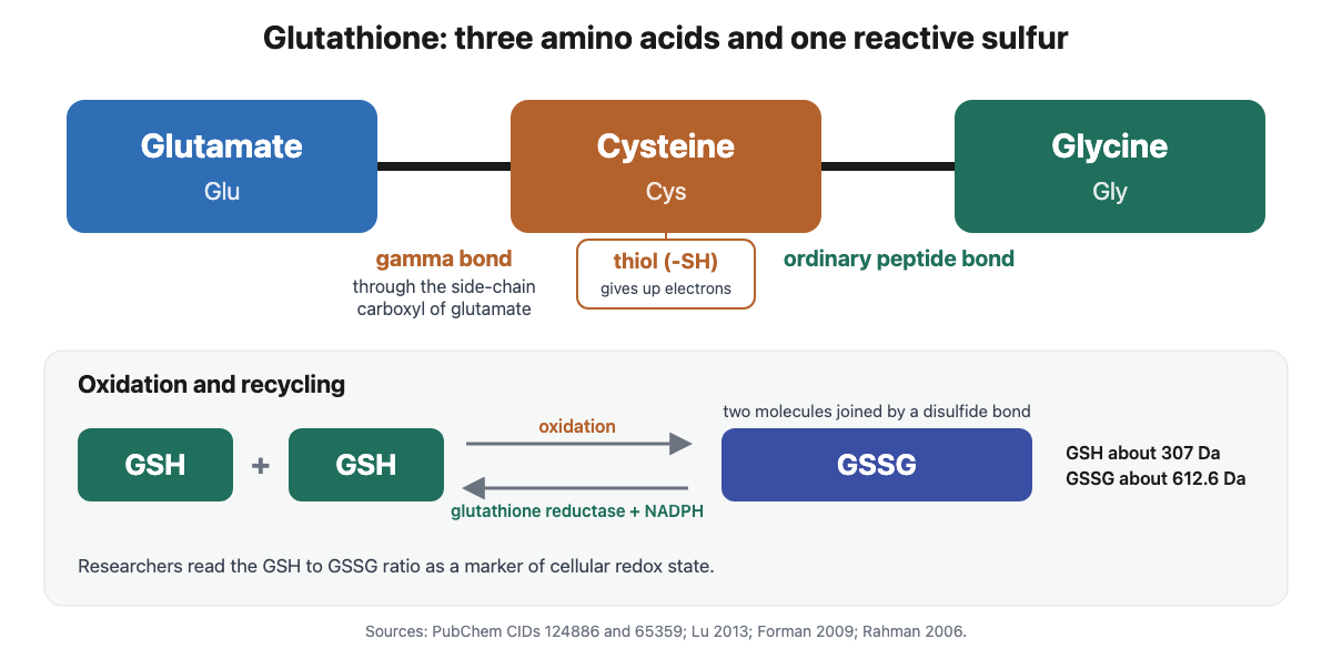 Structure of glutathione: glutamate, cysteine and glycine joined in a chain with a gamma bond at glutamate and a thiol on cysteine, and oxidation of two GSH molecules into one GSSG molecule