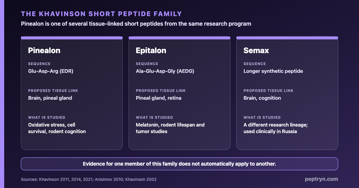 The Khavinson short peptide family: Pinealon (EDR, brain and pineal), Epitalon (AEDG, pineal and retina), Semax and other tissue-specific short peptides, each two to four amino acids long