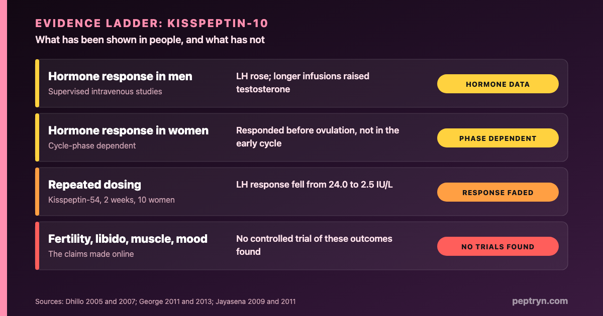 Evidence ladder for kisspeptin-10: hormone responses in men, cycle-phase-dependent responses in women, a response that faded with repeated dosing, and no trials of fertility, libido or muscle outcomes