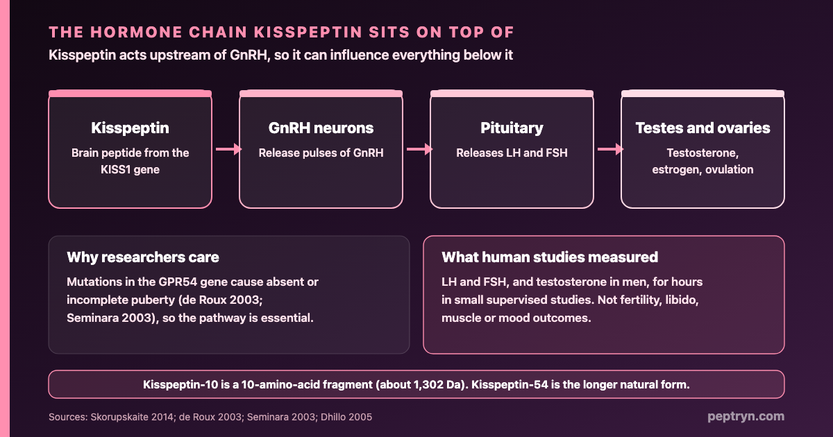 The reproductive hormone chain: kisspeptin acts on GnRH neurons, which signal the pituitary to release LH and FSH, which act on the testes and ovaries to produce testosterone and support ovulation