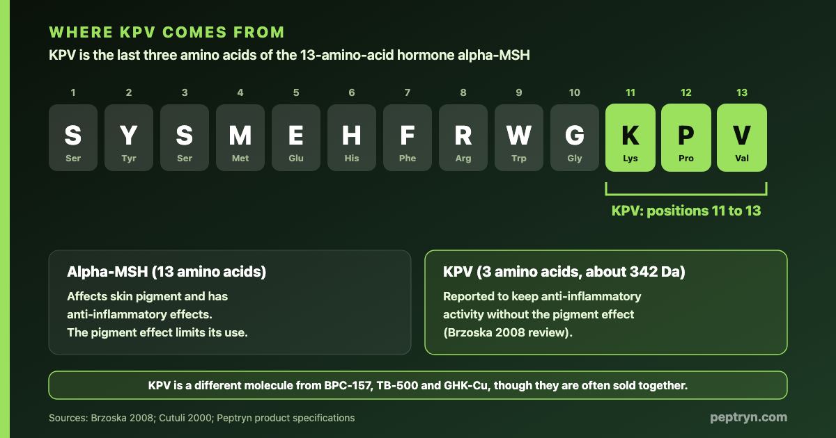The 13 amino acids of alpha-MSH written as SYSMEHFRWGKPV with the last three, KPV at positions 11 to 13, highlighted