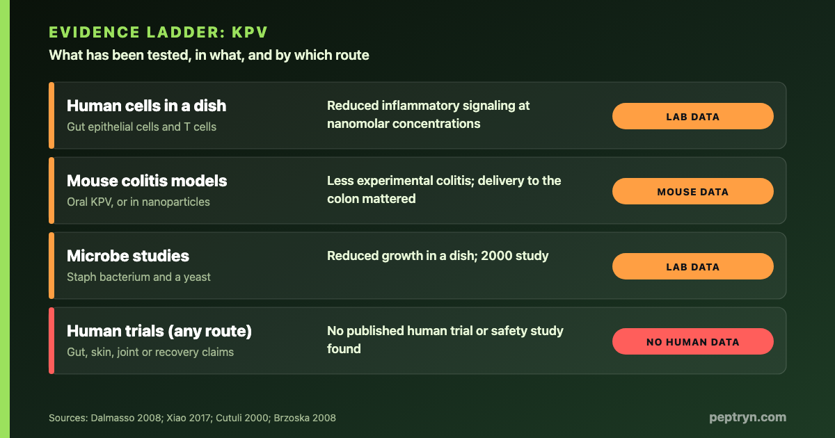 Evidence ladder for KPV: human cell experiments, mouse colitis studies with oral delivery, in-vitro antimicrobial findings, and no published human trials