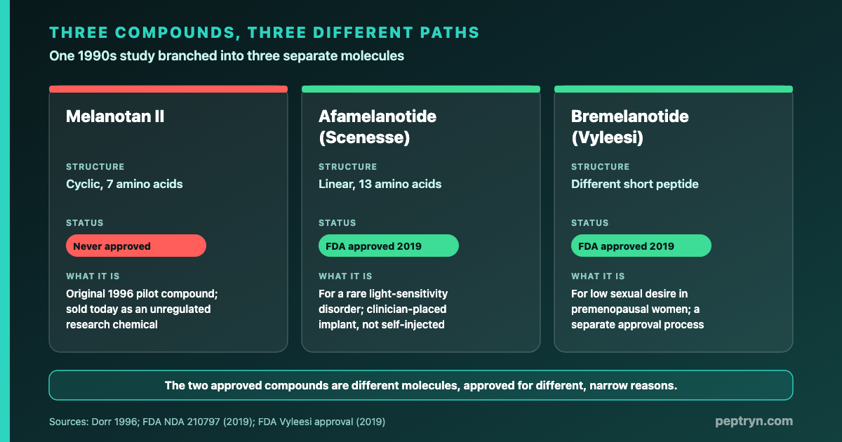 Melanotan family tree: Melanotan II is the original 1990s compound, never approved, activates multiple melanocortin binding sites MC1R MC3R MC4R and MC5R; afamelanotide (Scenesse) is a different linear molecule FDA approved in 2019 for a rare light sensitivity disorder; bremelanotide (Vyleesi) is a separate compound FDA approved in 2019 for low sexual desire