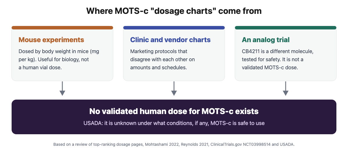 Diagram showing MOTS-c dosage charts derive from mouse experiments, clinic and vendor protocols and an analog trial, leading to the conclusion that no validated human dose exists