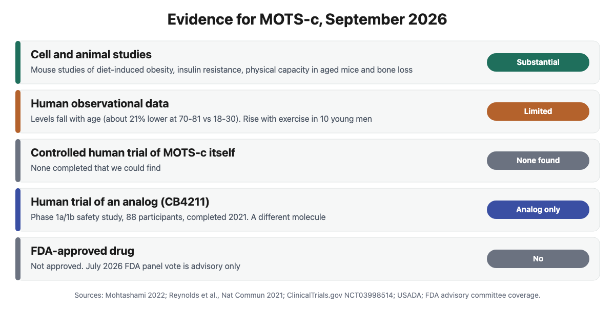 Evidence scorecard for MOTS-c: substantial cell and animal evidence, limited human observational data, no completed controlled trial of MOTS-c itself, one analog safety trial, and no FDA approval