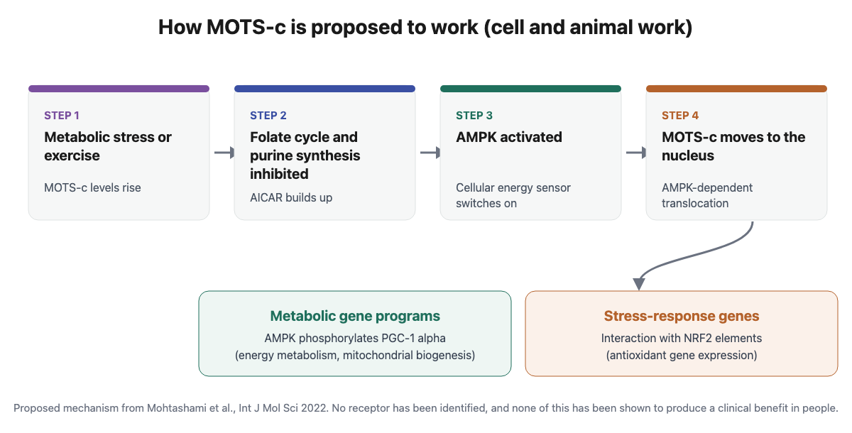 Flow diagram of the proposed MOTS-c mechanism: stress or exercise raises MOTS-c, which inhibits the folate cycle, raises AICAR, activates AMPK and translocates to the nucleus to influence metabolic and antioxidant genes