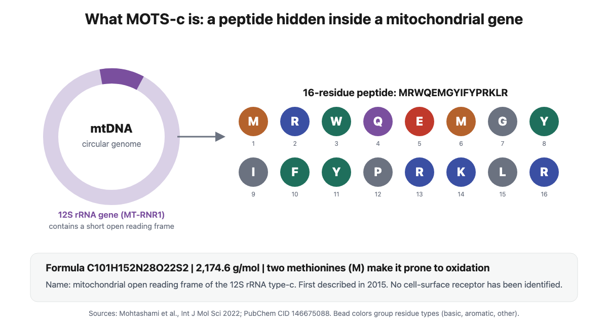 Schematic showing the MOTS-c peptide encoded within the mitochondrial 12S rRNA gene, its 16-residue sequence MRWQEMGYIFYPRKLR, formula and molecular weight