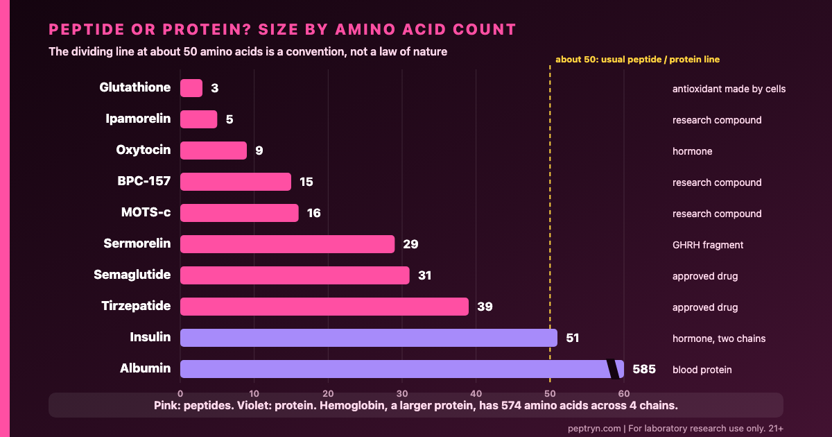 Size scale of peptides and proteins by number of amino acids, from glutathione with 3 to insulin with 51 and albumin with 585, with the convention that chains above about 50 amino acids are called proteins