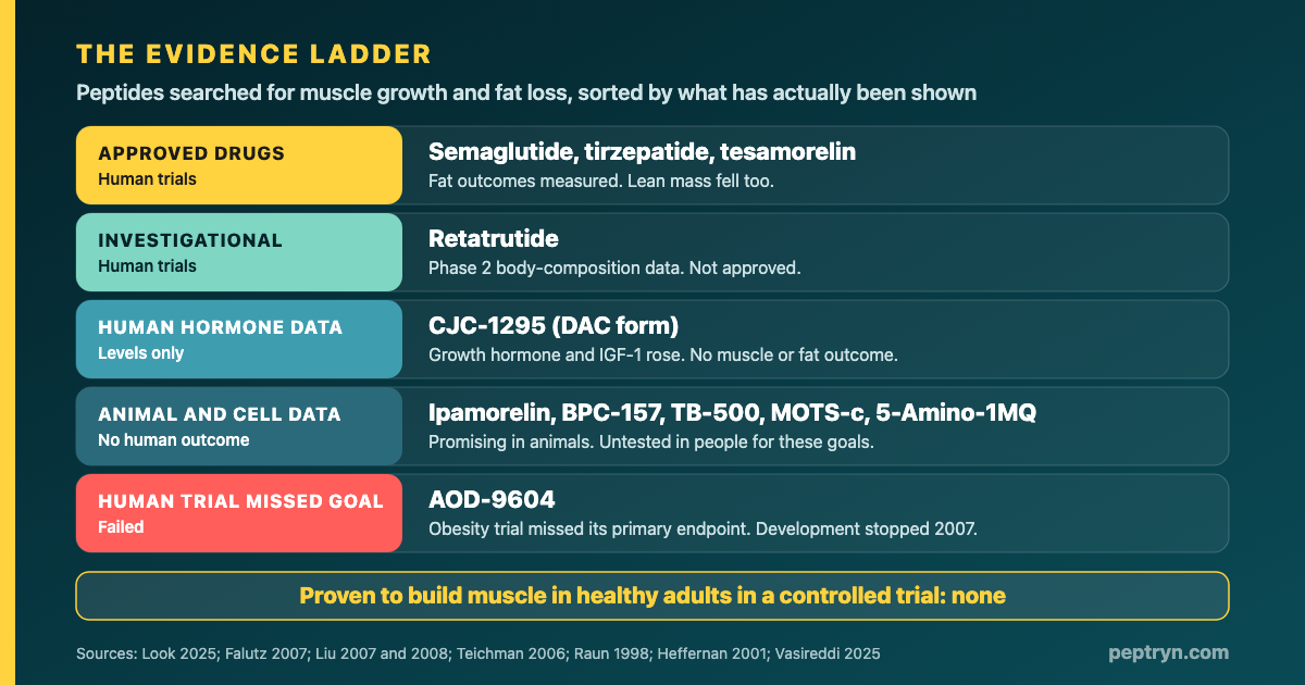 Evidence ladder graphic ranking peptides for fat loss and muscle growth by the strength of their published evidence, from approved drugs with human trials down to compounds with animal data only