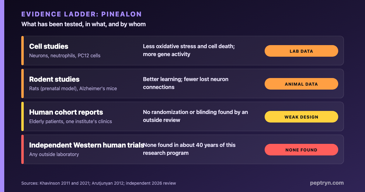 Evidence ladder for Pinealon: cell studies on oxidative stress and gene activity, rat and mouse studies on cognition and neuroprotection, weakly designed human cohort reports, and no independent Western human trials