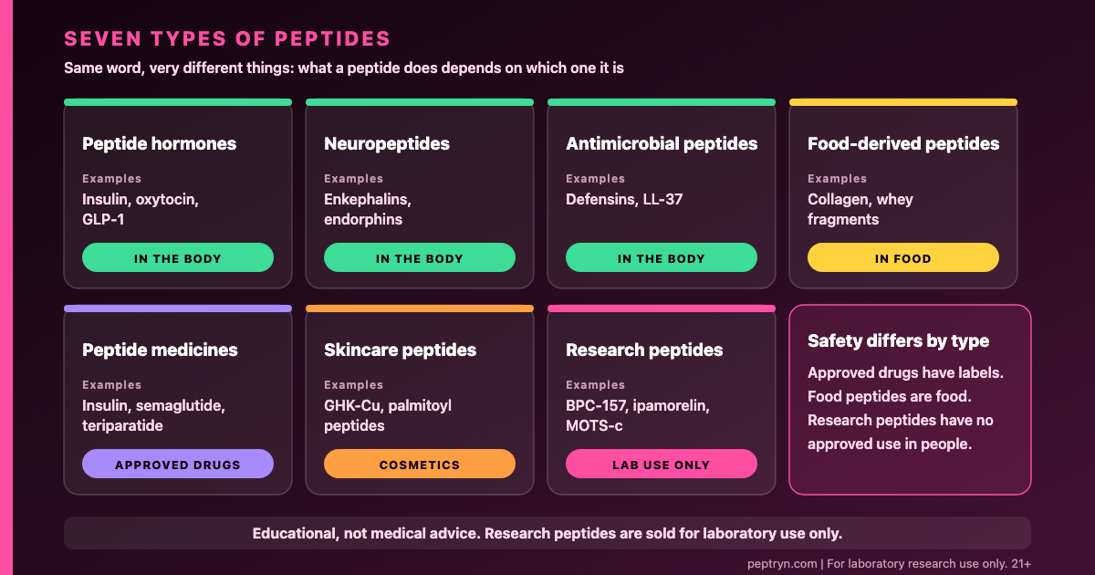 Seven types of peptides: peptide hormones, neuropeptides, antimicrobial peptides, food-derived peptides, peptide medicines, skincare peptides and research peptides, with an example of each