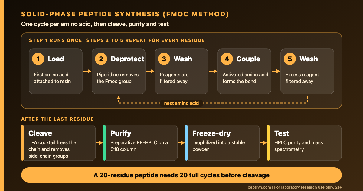 Diagram of the solid-phase peptide synthesis cycle: load the first amino acid on resin, remove the Fmoc group, wash, couple the next protected amino acid, wash, repeat, then cleave, purify by HPLC and freeze-dry