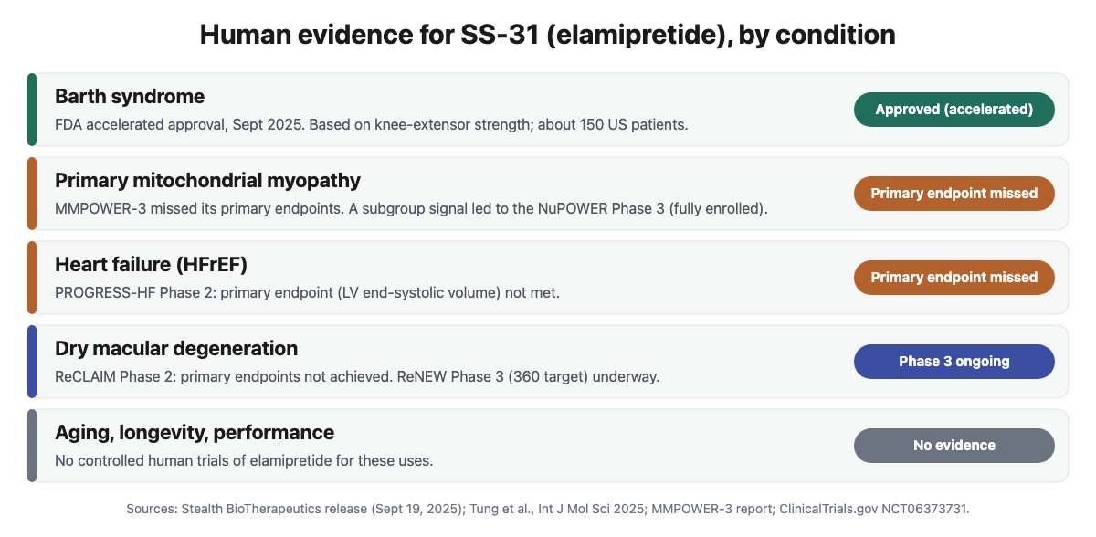 Scorecard of human evidence for SS-31 by condition: Barth syndrome approved, primary mitochondrial myopathy and heart failure primary endpoints missed, dry AMD Phase 3 ongoing, no evidence for aging or performance
