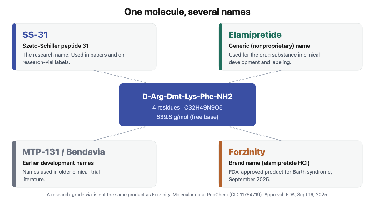 Diagram showing SS-31, elamipretide, MTP-131 or Bendavia and Forzinity as names for the same tetrapeptide, D-Arg-Dmt-Lys-Phe-NH2