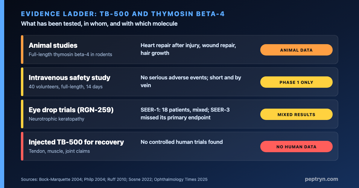 Evidence ladder for TB-500 and thymosin beta-4: animal studies, a volunteer intravenous safety study, eye drop trials with mixed results, and no controlled human trials of injected TB-500 for recovery
