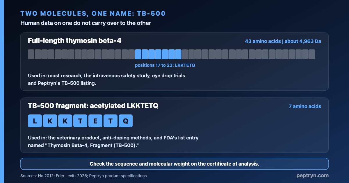 Two molecules sold under the name TB-500: full-length thymosin beta-4 with 43 amino acids, and the acetylated LKKTETQ fragment with 7 amino acids from positions 17 to 23