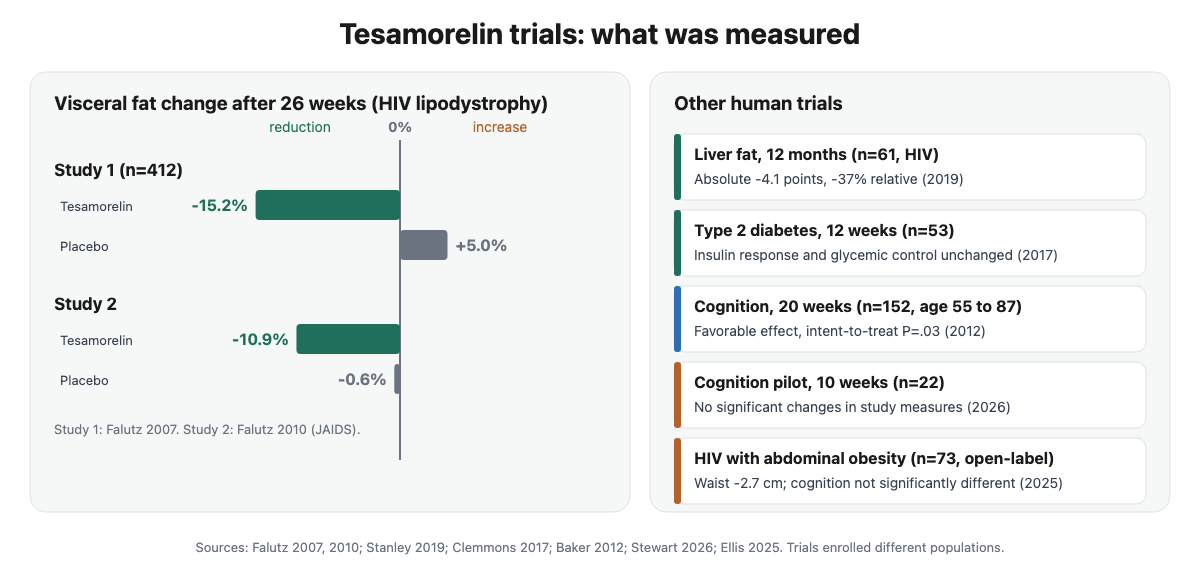 Bar chart of visceral fat change in two phase 3 tesamorelin trials in HIV lipodystrophy: minus 15.2 percent versus plus 5.0 percent on placebo in the first trial, and minus 10.9 percent versus minus 0.6 percent in the second, with liver fat and cognition trial results listed beside them