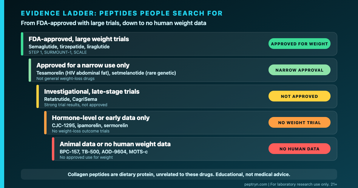 Evidence ladder for peptides people search for in weight loss, from FDA-approved with large trials, through narrow approvals and investigational drugs, to compounds with only hormone-level, animal or no human data