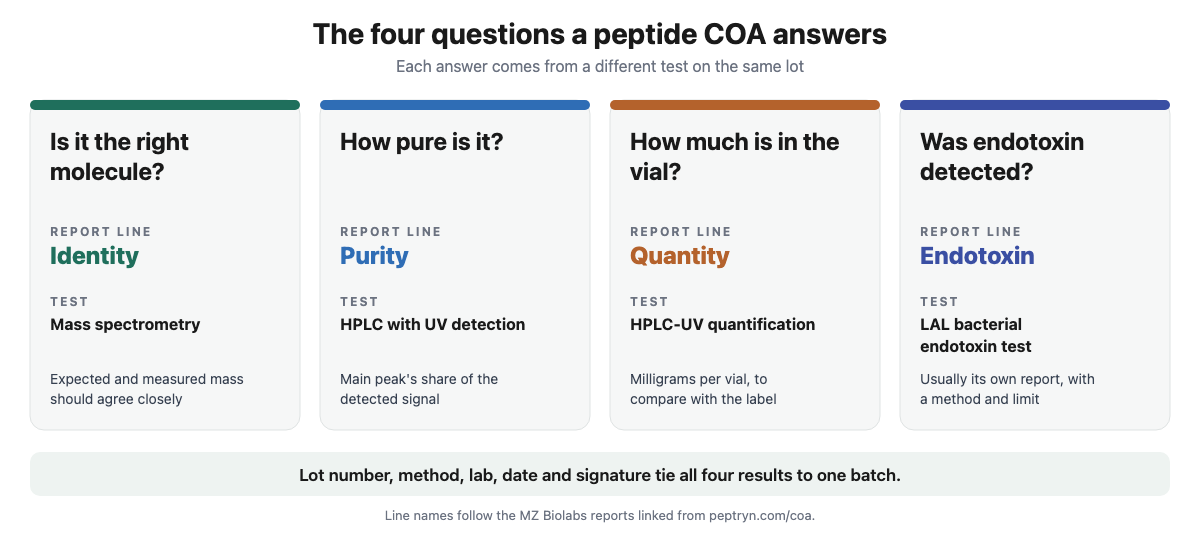 The four questions a peptide COA answers: identity, purity, quantity and endotoxin, with the report line for each