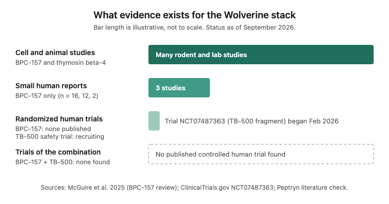 Evidence ladder for the Wolverine stack showing many animal studies, three small human reports for BPC-157, no randomized trials, and no trials of the combination