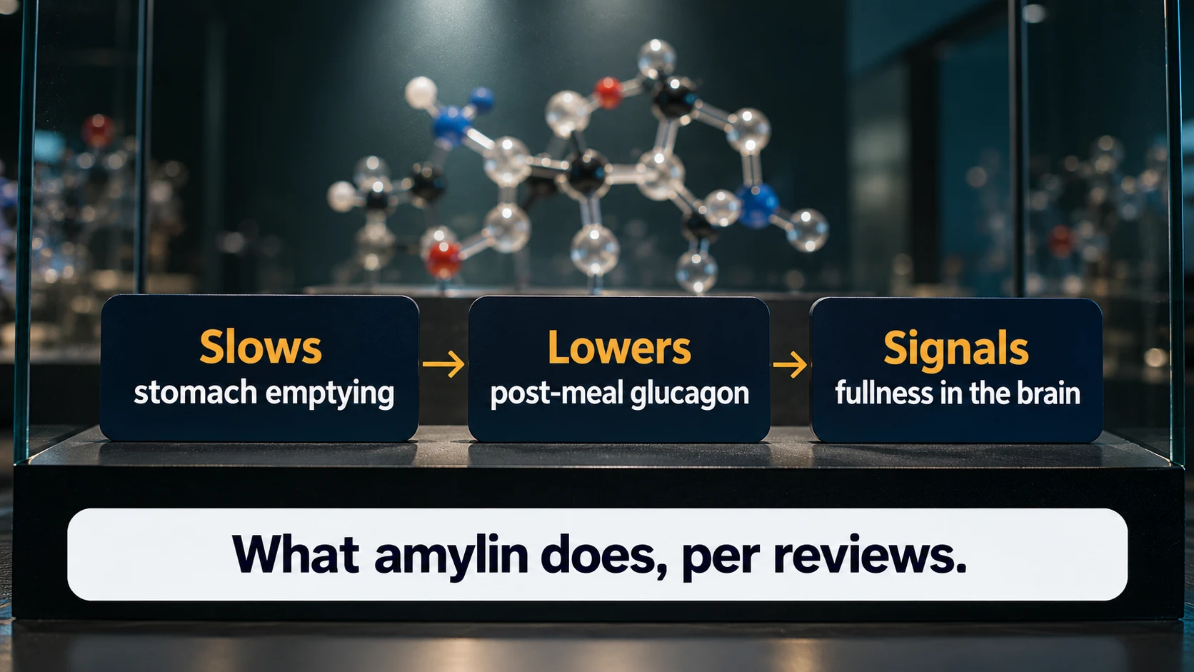 What amylin does, per reviews: slows stomach emptying, lowers post-meal glucagon and signals fullness in the brain